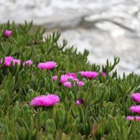 Native Groundcovers