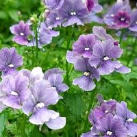 Nemesia 'Lavender' 4" Pot