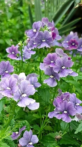 Nemesia 'Lavender' 4" Pot