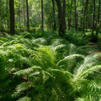 Outdoor Ferns