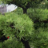 Podocarpus 'Yew Plum Pine' 12" Pot
