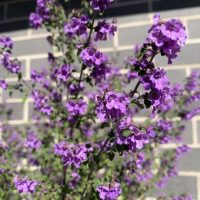 A Prostanthera 'Cut Leaf Mint Bush' 15cm pot with small purple flowers thrives in front of a grey brick wall.