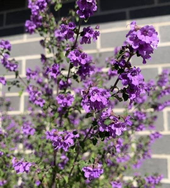 A Prostanthera 'Cut Leaf Mint Bush' 15cm pot with small purple flowers thrives in front of a grey brick wall.