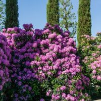 Rhododendron 'Elegans' 8" Pot