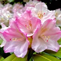 Rhododendron 'Mrs Charles E Pearson' 8" Pot