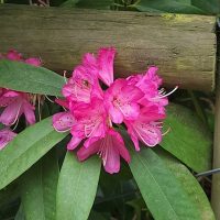 Rhododendron Saffron Queen 8" Pot