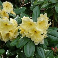 Rhododendron 'Sir Robert Peel' 8" Pot