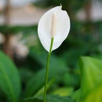 Anthurium 'White' 7" Pot