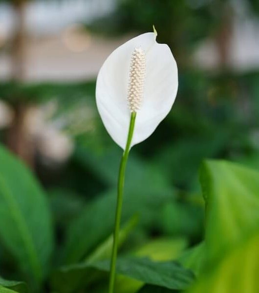 Anthurium 'White' 7" Pot