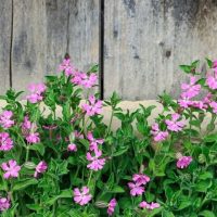 Silene 'Rollie's Favorite' 6" Pot