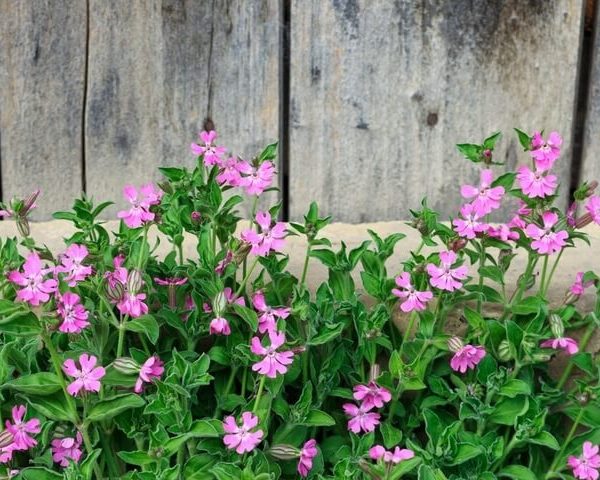 Silene 'Rollie's Favorite' 6" Pot