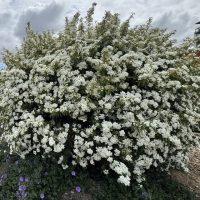 Spiraea 'Double White May Bush'