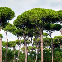 Picea 'Stone Pine' in 15cm pots, available at our Growers Flash Sale, feature tall trees with umbrella-shaped canopies and lush green foliage that stand out beautifully against a partly cloudy sky.