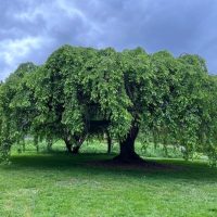 Small Trees (up to 4m)