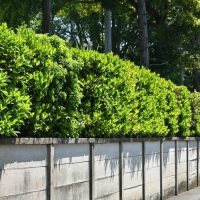 Viburnum 'Quick Fence™'