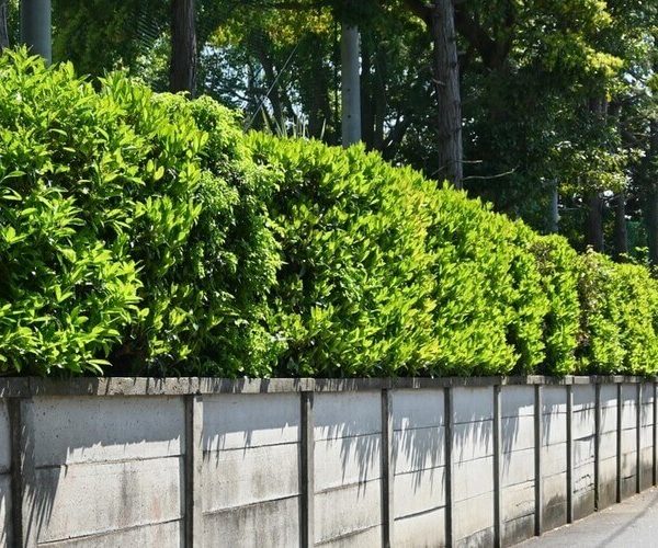 Viburnum 'Quick Fence™'