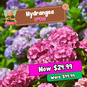 Close-up of pink and purple hydrangea flowers in a garden. Promotional sign advertises 8" pots for £24.99, previously priced at £49.99.
