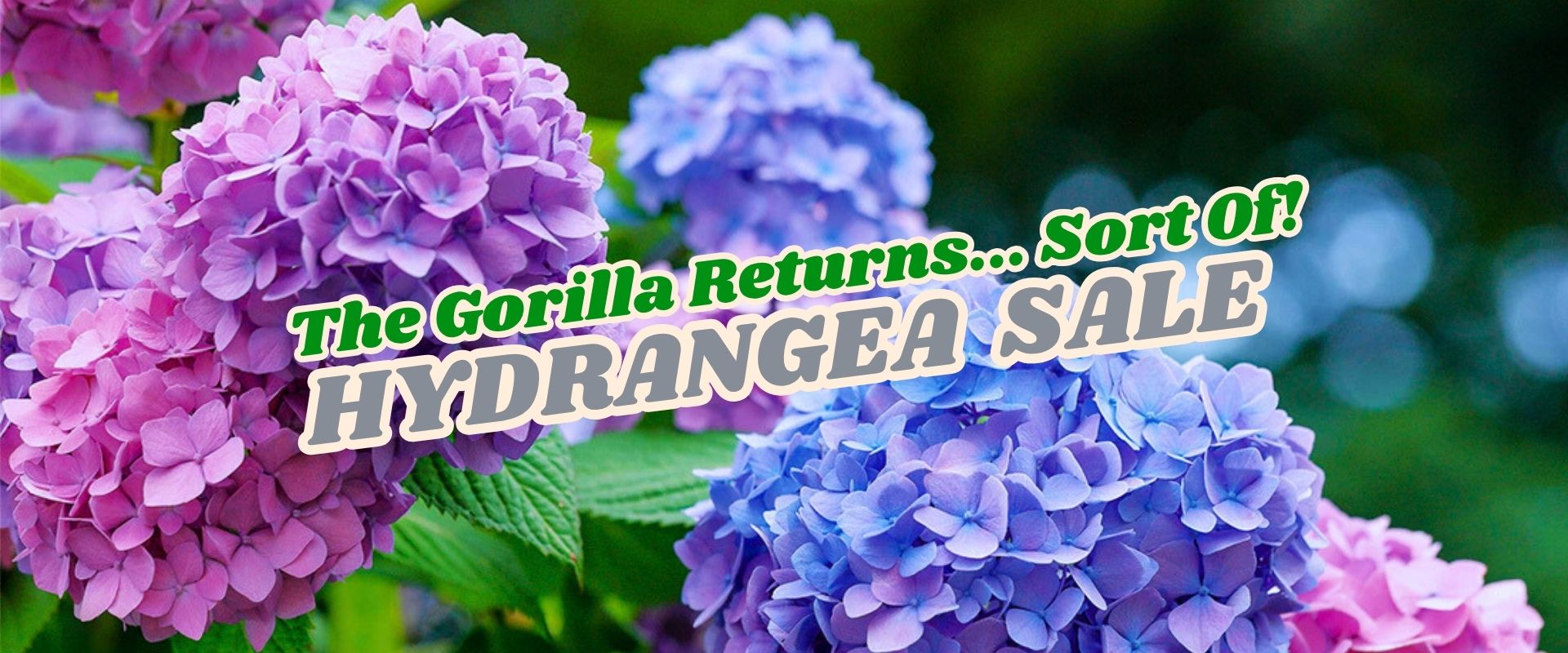 Purple and blue hydrangea flowers with text overlay: "The Gorilla Returns... Sort Of! Spring Sale on Hydrangeas.
