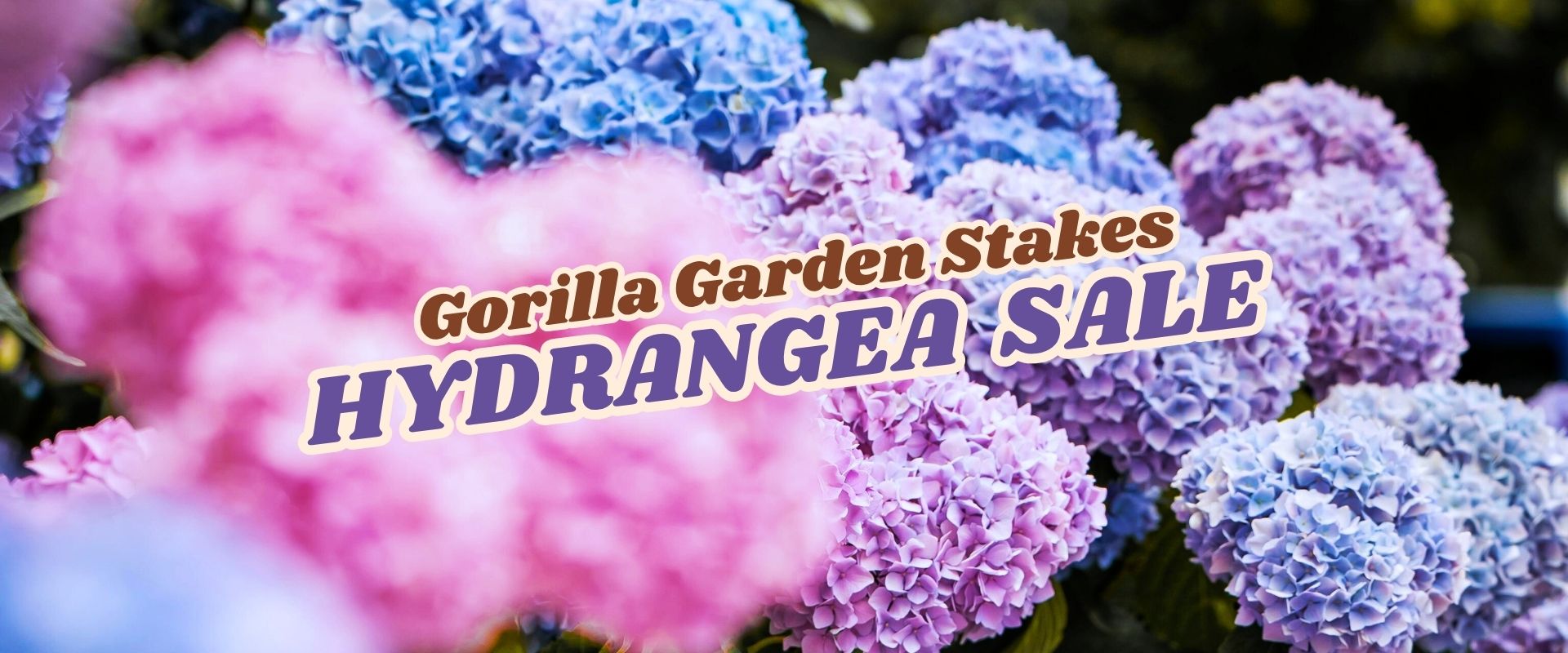Close-up of flowering pink and purple hydrangeas with the text "Gorilla Garden Stakes HYDRANGEA FLASH SALE" overlaid in bold letters.