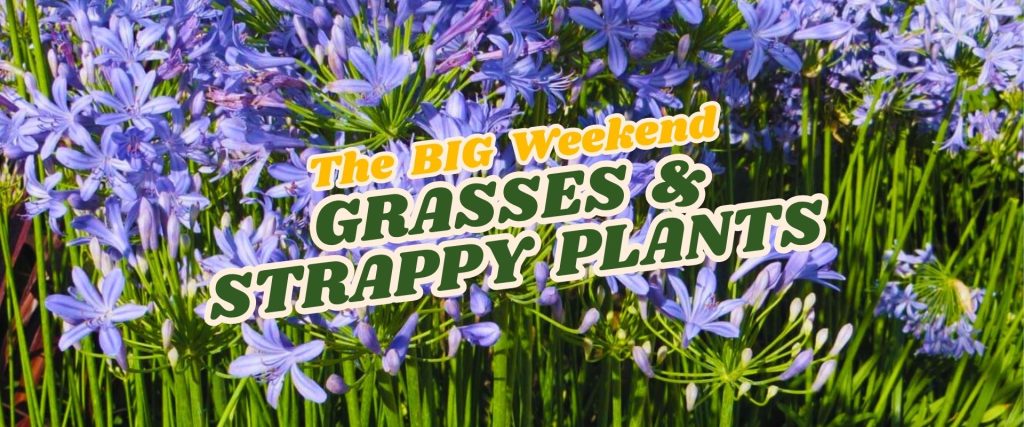 Purple flowers and green strappy leaves fill the background. Overlaid text reads: "The BIG Weekend: Grasses & Strappy Plants." Don’t miss our Flash Sale on stunning plants this weekend!.