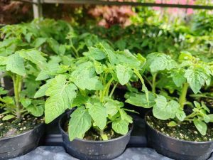 Several Nellie Kelly 'Red Robin' Tomato plants are growing in 5" pots, arranged closely together on a tray with green foliage visible in the background.