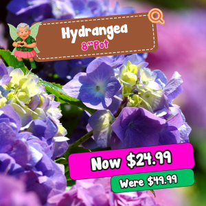 Close-up of purple hydrangea flowers with promotional text: 8" pot for £24.99, previously £49.99. Cartoon character and magnifying glass graphic included.