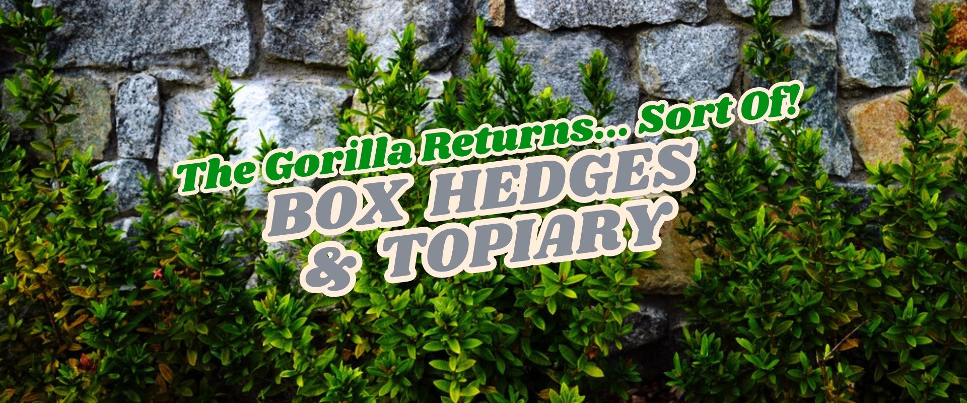 Box hedges in front of a stone wall with overlaid text reading "The Gorilla Returns… Sort Of! BOX HEDGES & TOPIARY. Flash Sale now on!.
