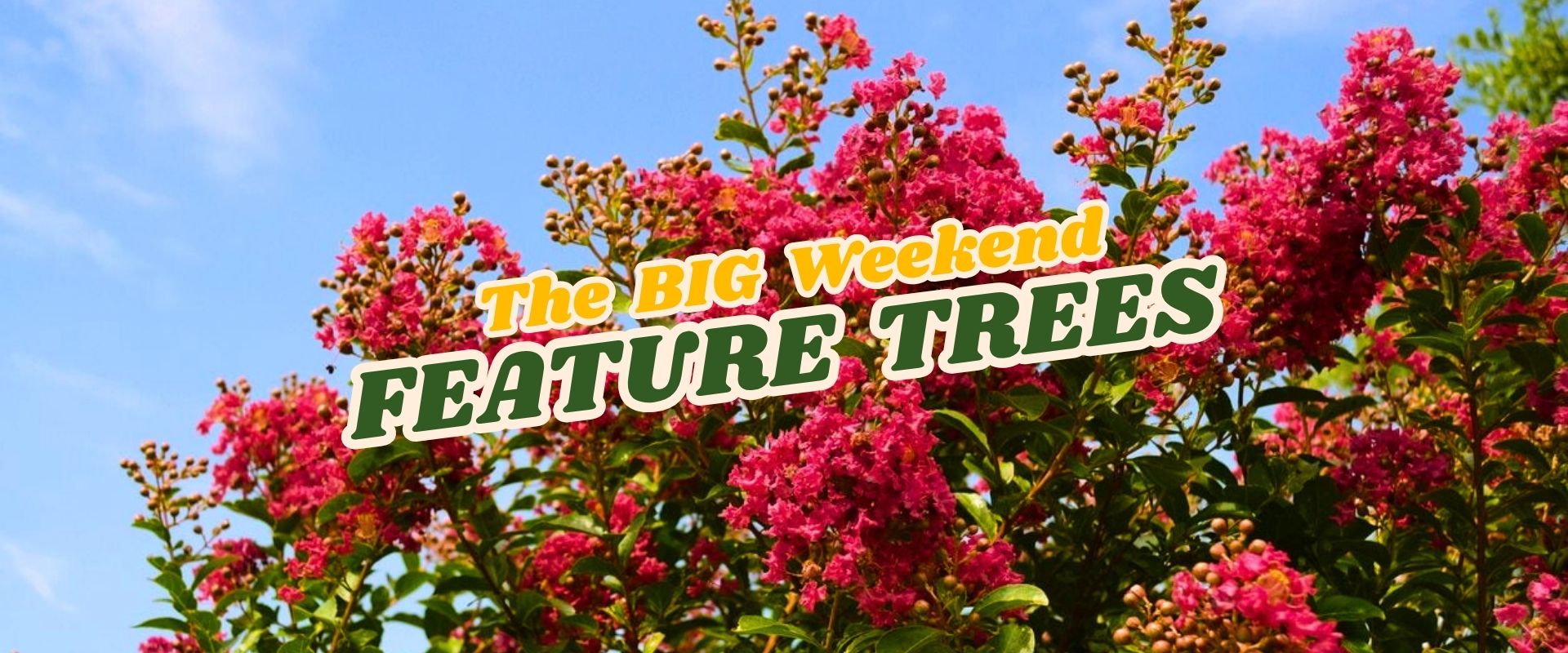 Bright pink flowering tree branches against a blue sky with the text "Flash Sale: The BIG Weekend FEATURE TREES" overlaid in bold, colourful letters.