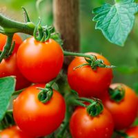 The Nellie Kelly ‘Red Robin’ Tomato 5” Pot features a cluster of ripe tomatoes growing on a vine with green leaves, ideal for adding vibrant colour and freshness to any space.