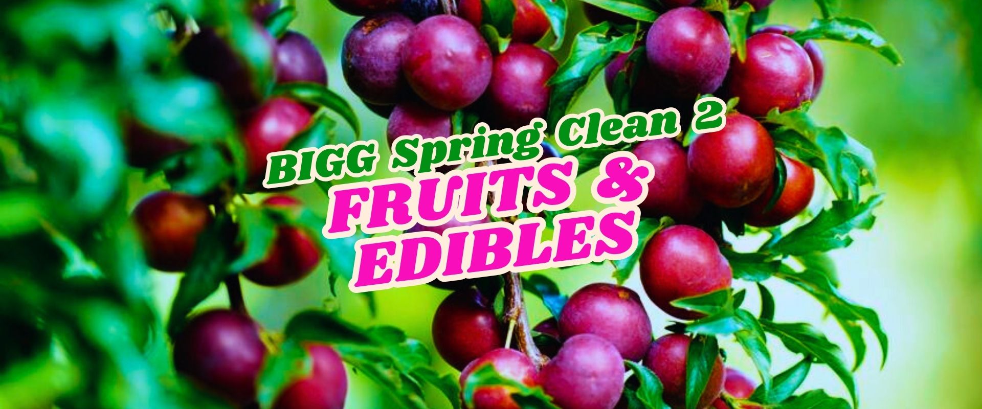 Clusters of ripe purple plums hanging on a tree branch with the text "BIGG Spring Clean 2 FRUITS & EDIBLES Flash Sale" overlaid in bold colours.