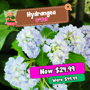 Close-up of light blue hydrangea flowers with a sale sign showing "Hydrangea 8'' Pot," now priced at £24.99, previously £49.99.