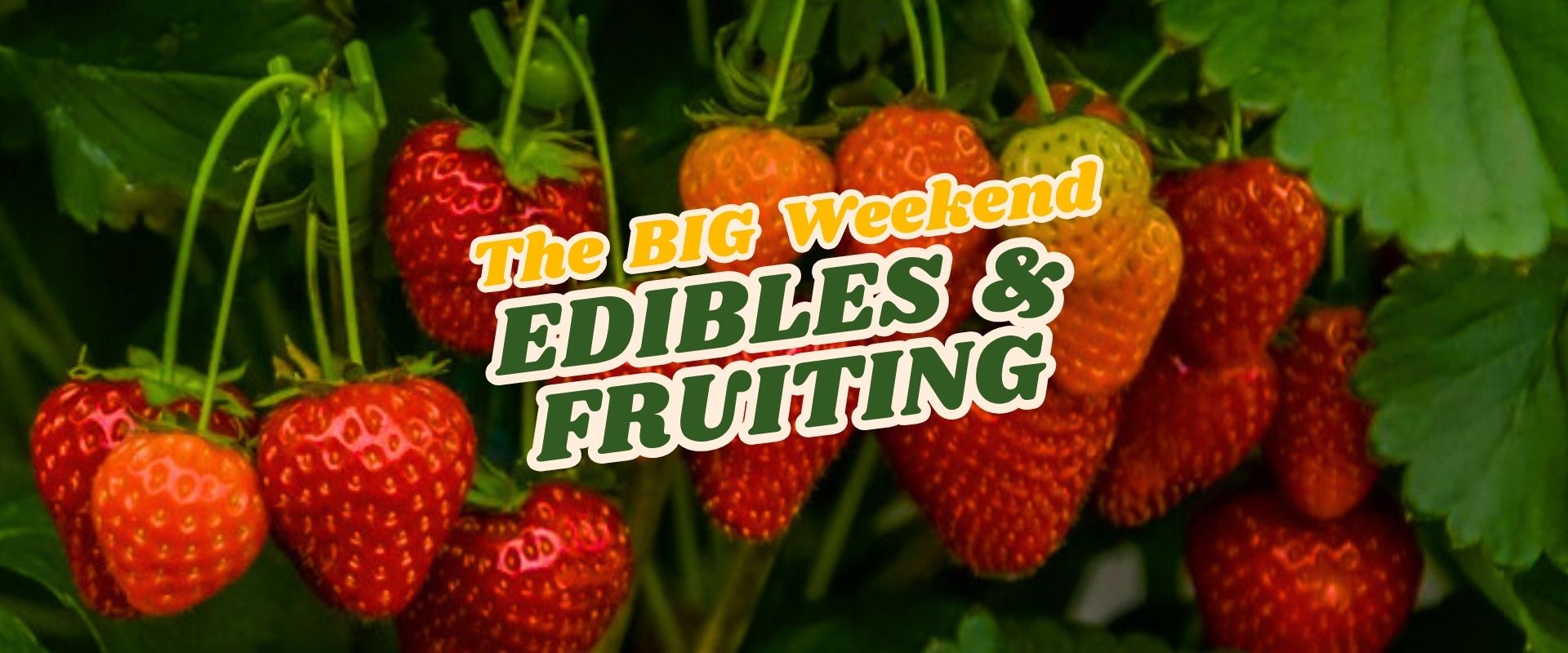 Ripe strawberries hanging on green plants with text overlaid: "The BIG Weekend EDIBLES & FRUITING FLASH SALE.