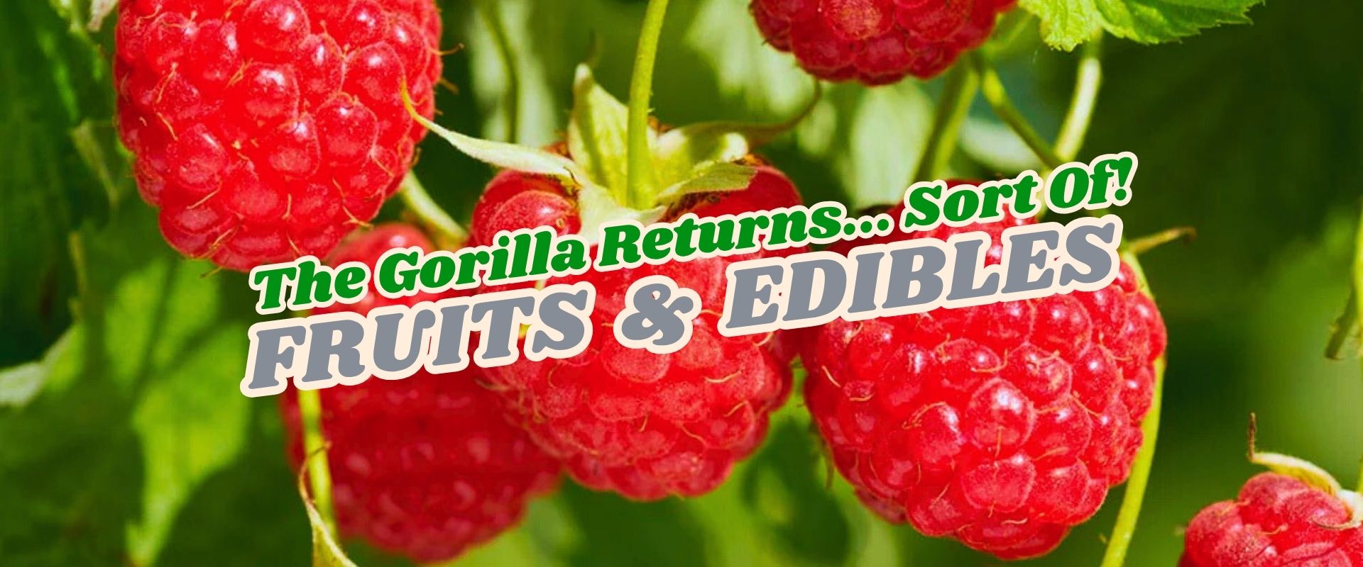 Close-up of ripe raspberries on the bush with the text “The Gorilla Returns... Sort Of! Fruit & Edibles Flash Sale” overlaid in green, white, and grey font.
