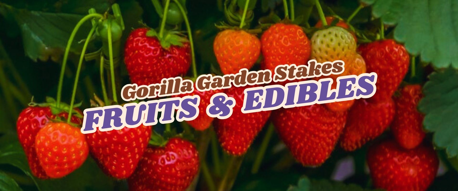 A cluster of ripe and unripe strawberries on the plant, with the text "Gorilla Garden Stakes FRUITS & EDIBLES" overlaid—perfect for your next Flash Sale promotion.