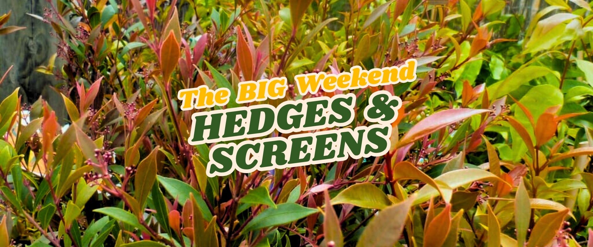 Colourful hedge plants with green and reddish leaves; overlaid text reads "The BIG Weekend HEDGES & SCREENS Flash Sale" in bold, stylised font.