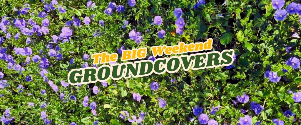 A dense patch of green groundcover plants with numerous small purple flowers, overlaid with the text "The BIG Weekend GROUNDCOVERS Flash Sale.