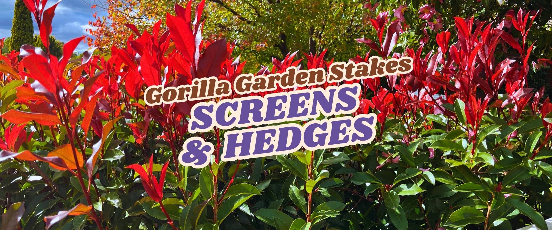 Red-tipped leaves of bushes with the words "Gorilla Garden Stakes SCREENS & HEDGES – Flash Sale" overlaid in bold text.