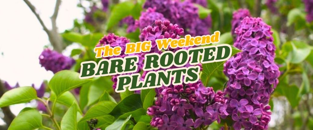 Clusters of purple lilac flowers with green leaves and the text "The BIG Weekend BARE-ROOTED PLANTS Flash Sale" overlaid in bold, colourful fonts.