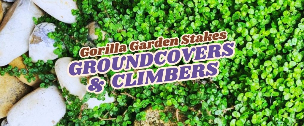 Close-up of green groundcover plants growing among white rocks with the text "Gorilla Garden Stakes Groundcovers & Climbers." Discover lush greens during our Flash Sale!.