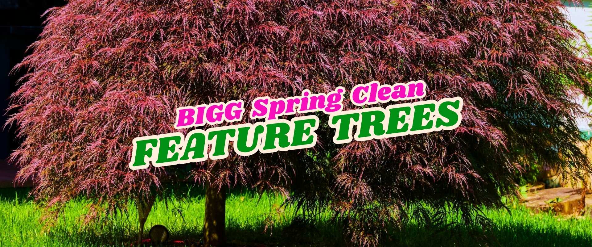 A large ornamental tree with dense purple-red foliage stands on green grass, with text overlay: "BIGG Spring Clean FEATURE TREES - Flash Sale.