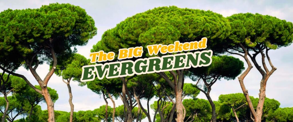 A group of tall evergreen trees with umbrella-like canopies, overlaid with the text "The BIG Weekend EVERGREENS Flash Sale.