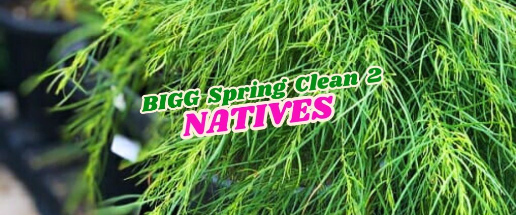 Close-up of green native plant foliage with the text “BIGG Spring Clean 2 NATIVES” in bold letters overlaid, highlighting a special Flash Sale on beautiful native plants.