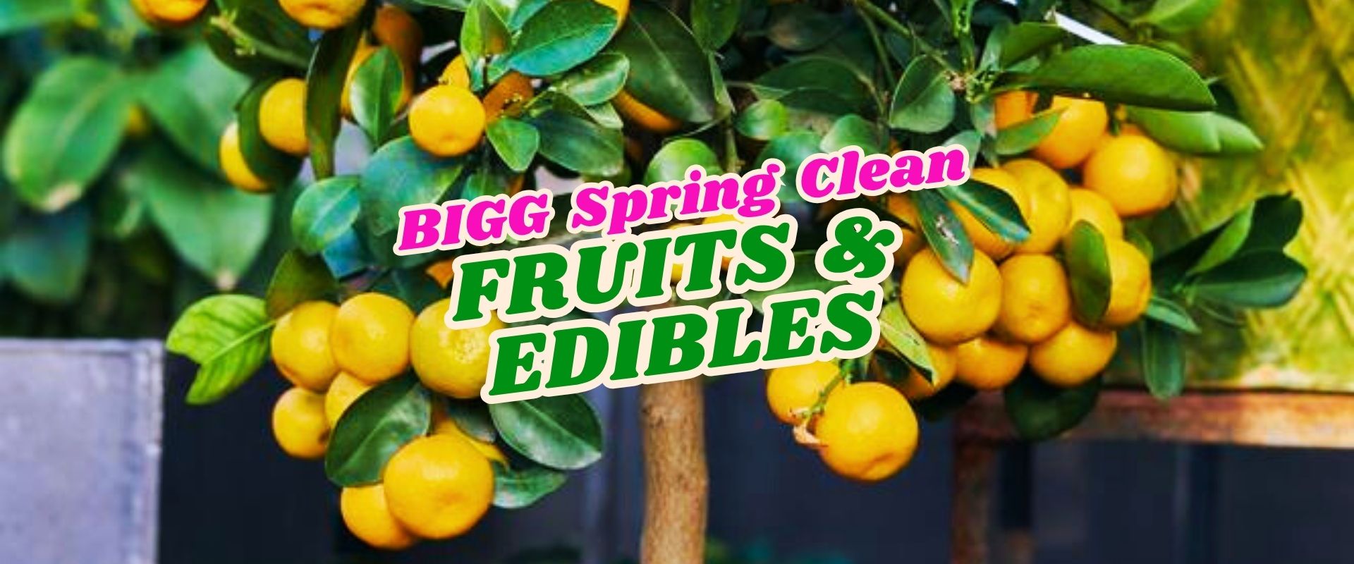 Clusters of ripe orange fruits hanging from green leafy branches with text overlay: "BIGG Spring Clean FRUITS & EDIBLES FLASH SALE.