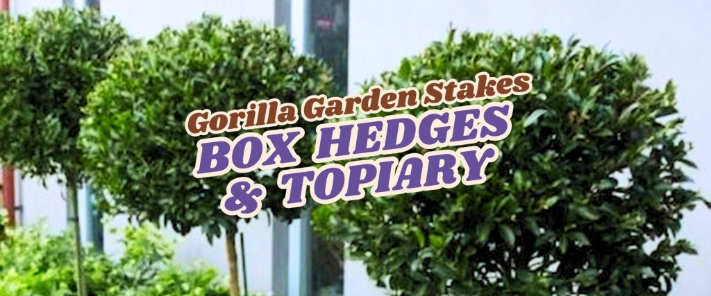 Round box hedges and topiary plants line a path beside a white wall, with bold text overlay reading "Gorilla Garden Stakes Box Hedges & Topiary." Don’t miss our Flash Sale on these stunning garden features!.