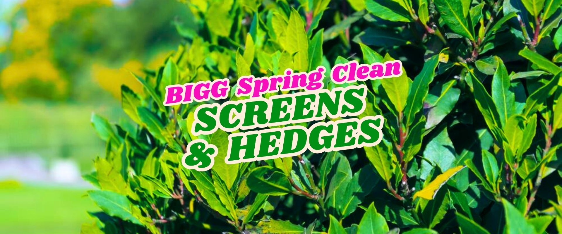 Bright green hedge with text overlay: "BIGG Spring Clean SCREENS & HEDGES" in bold pink and green letters. Flash Sale!.