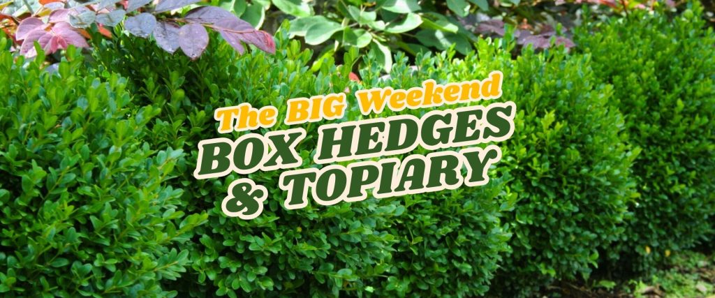 A close-up of neatly trimmed box hedges with the text "The BIG Weekend Box Hedges & Topiary Flash Sale" overlaid on the image.
