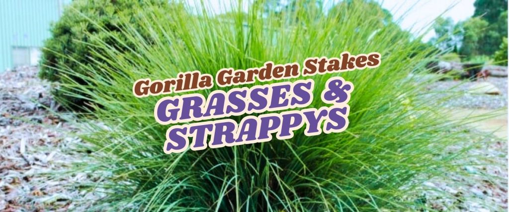 A large clump of green strappy grass with overlay text reading "Gorilla Garden Stakes Grasses & Strappys – Flash Sale.
