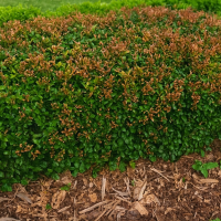 A green shrub with brown, dying leaves on top, surrounded by mulch and grass.