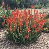 A large aloe plant with multiple tall stalks of orange-red flowers growing in a mulched garden bed with shrubs and trees in the background.