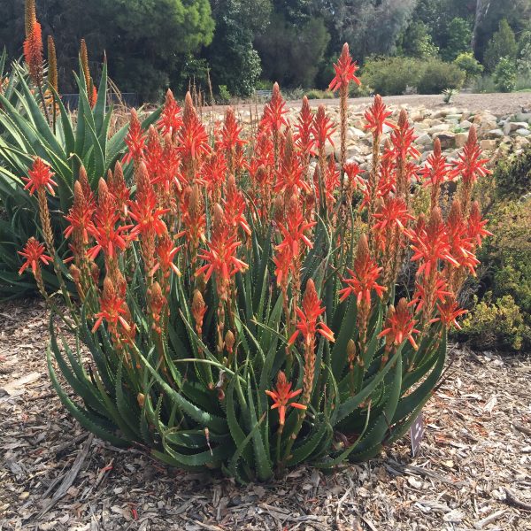 A large aloe plant with multiple tall stalks of orange-red flowers growing in a mulched garden bed with shrubs and trees in the background.